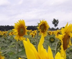 Sonnenblumenfeld-schmal